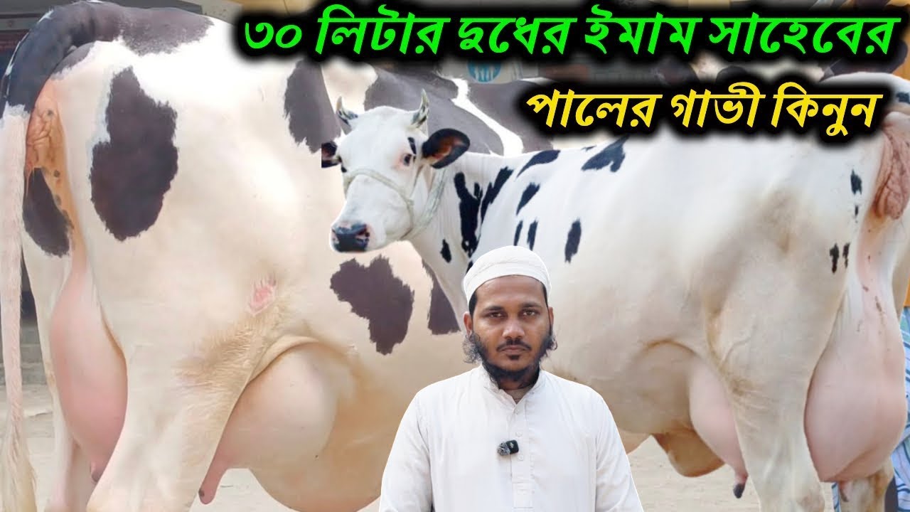 ২৫ লিটার দুধের ইমাম সাহেবের গাভী কিনুন I গাভীর ফাটাফাটি কালেকশন।