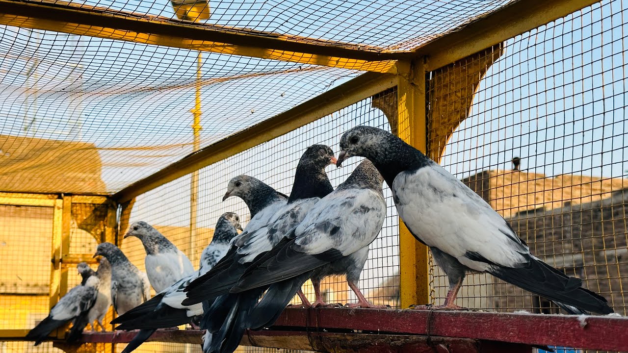 Baby pigeons aj bhr shift kar dia 🥰 | Dar pigeons club |