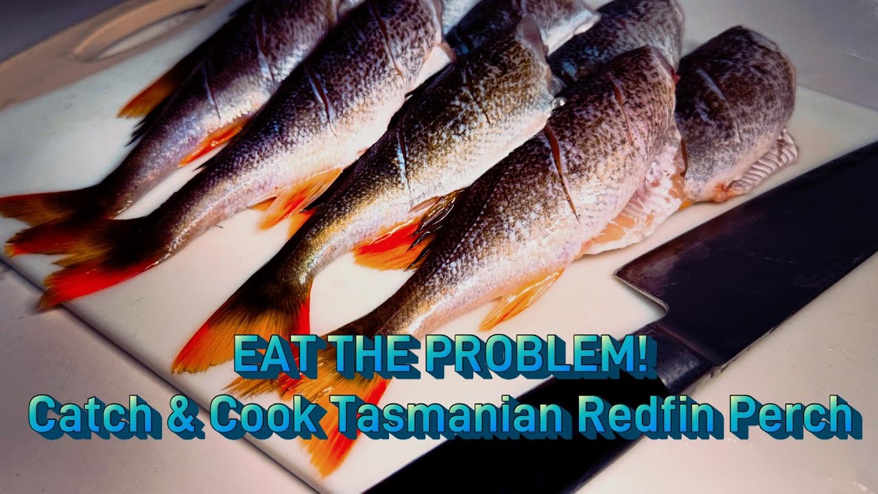 EAT THE PROBLEM! Catch & Cook Tasmanian Pest Fish Redfin Perch