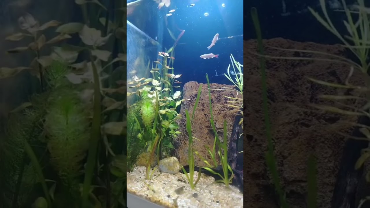 Neones chinos y gambas!!! Musica relajante!! #fish #aquarium #fishkeepinghobby #peces 