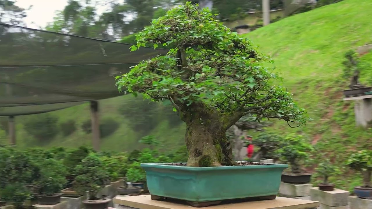 Acer Tridente - 60 anos - 81cm - RG: 6534