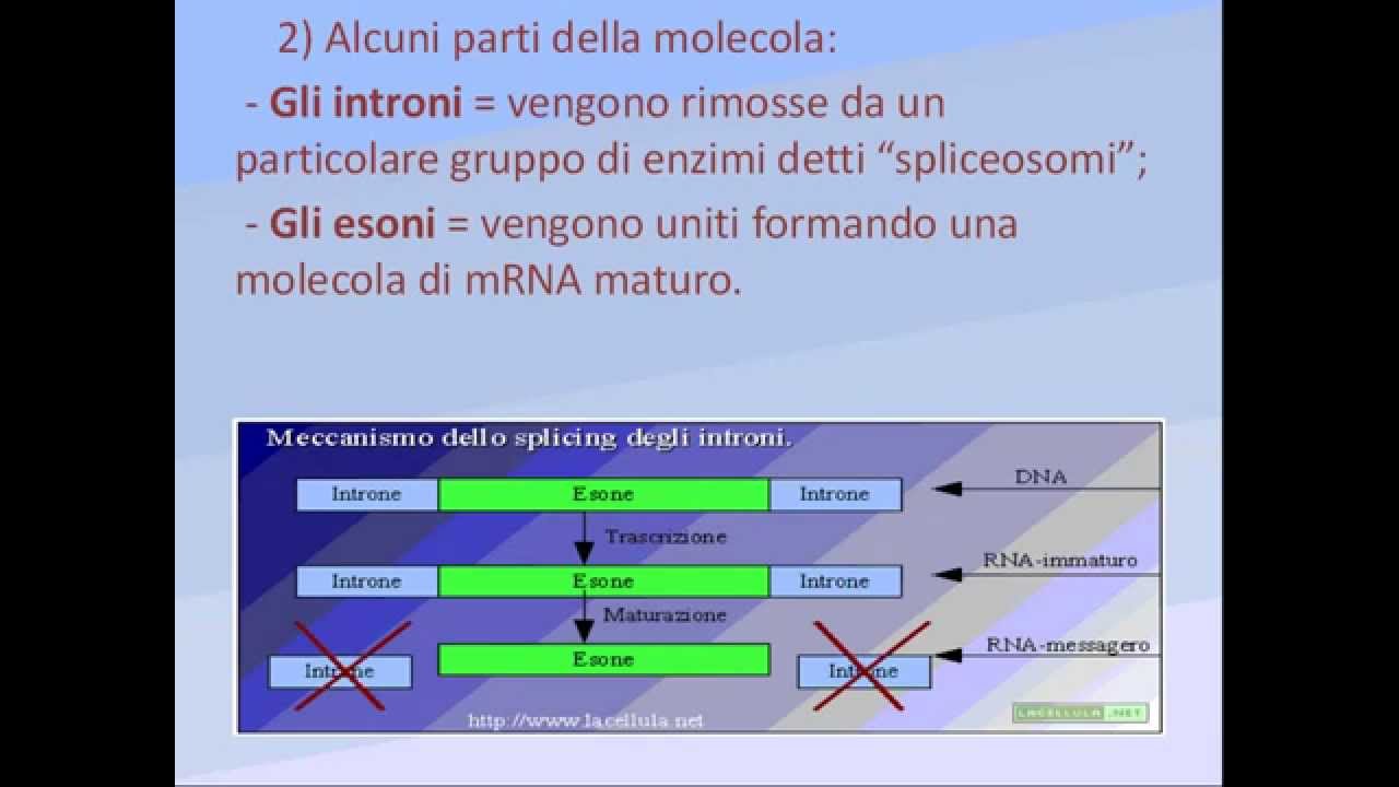 espressione genica
