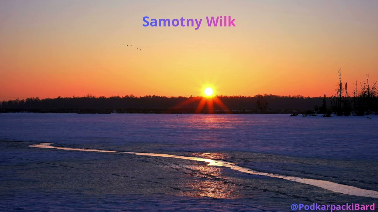 Samotny Wilk