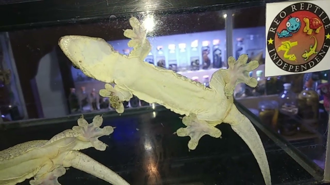 AHIRNYA MENETAS JUGA BABY HALMAHERA GIANT GECKO #hewanunik #hewanviral #cicakbesar