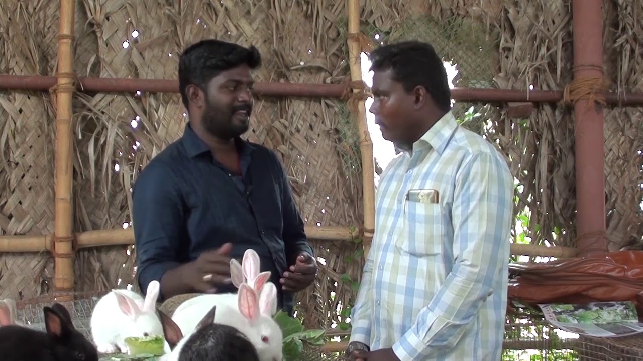 முயல் பண்ணை அமைத்து  அதிக வருமானம் பெறுவது எப்படி