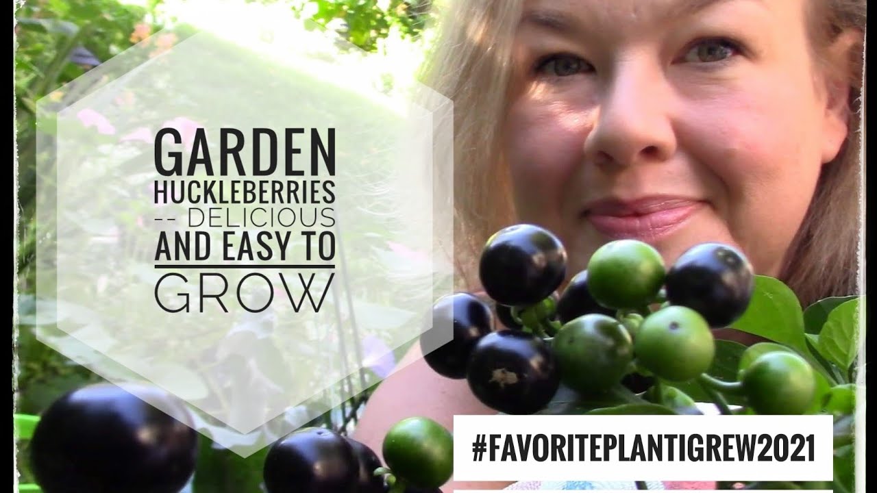 Garden Huckleberries -- Delicious and Easy to Grow #favoriteplantIgrew2021
