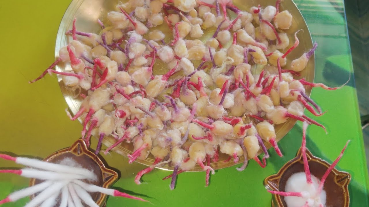 @How to make cotton winks/ ସୁଦଶା ବ୍ରତ ସ୍ପେଶାଲ୍ ପଞ୍ଚମୂଖ ଘିଅ ଦୀପ