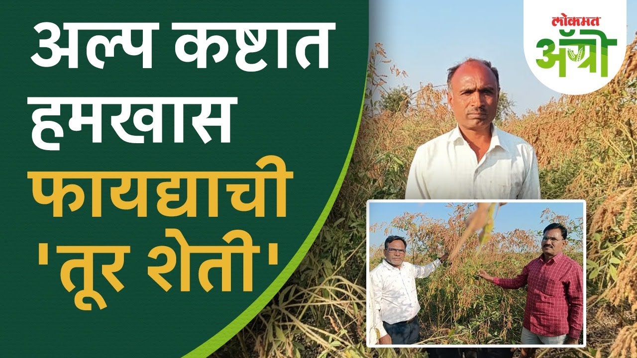 तूर शेती ठरतेय शेतकऱ्यांना फायद्याची; पारंपरिक पिकांच्या पट्ट्यात तयार होतंय तूर हब | Agro | RS3