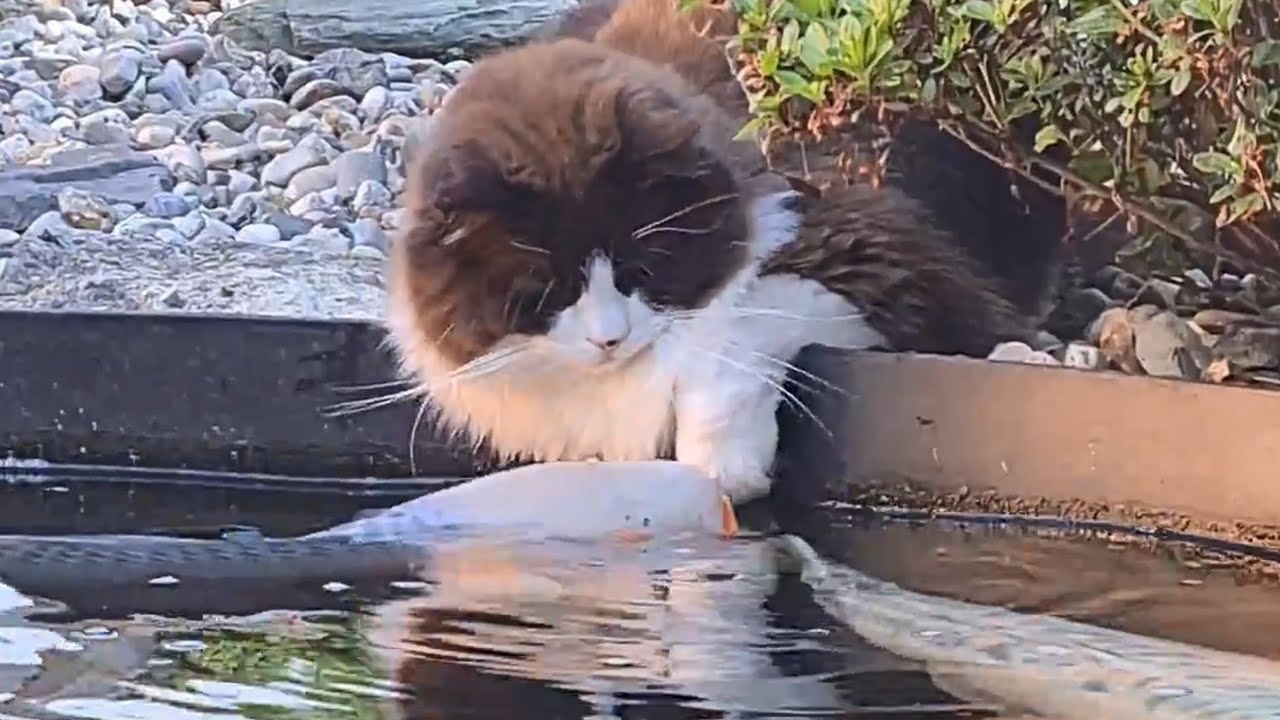 World's Most Gentle Cat (Cute Friendship Between Animals)