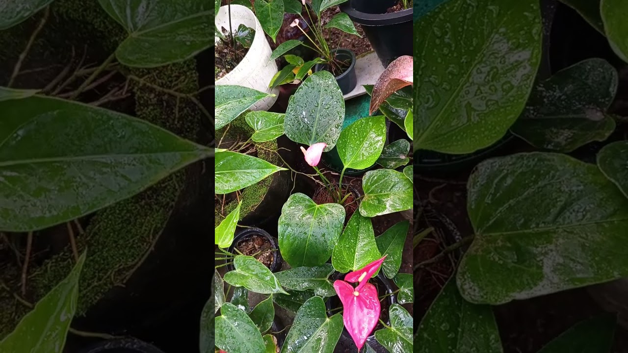 මගේ පුංචි මල් තවාන💗💐🥰