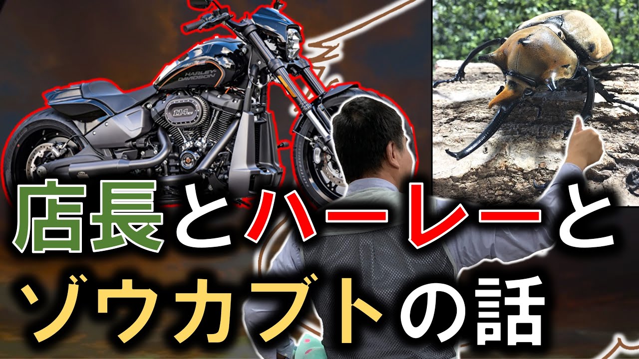 【小話】店長とハーレーとゾウカブトムシ
