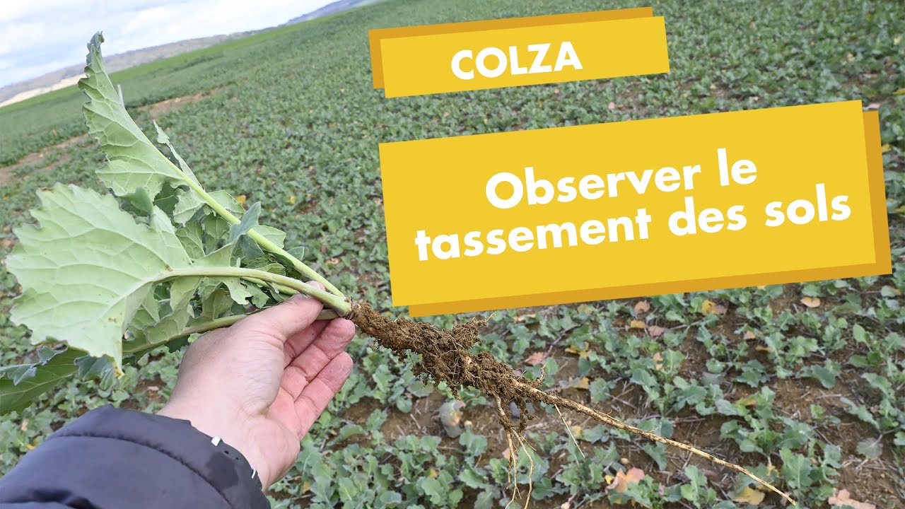 Observer le tassement des sols pour connaître les meilleures conditions d'implantation du colza