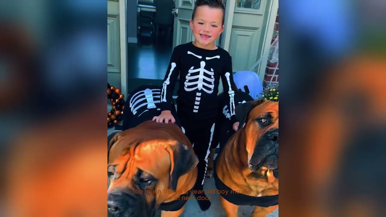 These Massive Boerboels Scared Everyone Until a Fearless Boy Showed Up