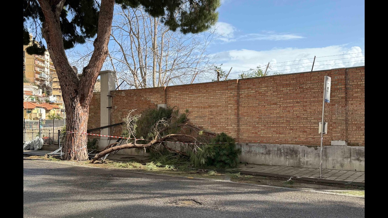 Viale Italia, cade un grosso ramo alla fermata dei bus Atm