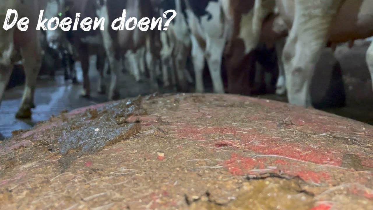 De boxen harken van de koeien?