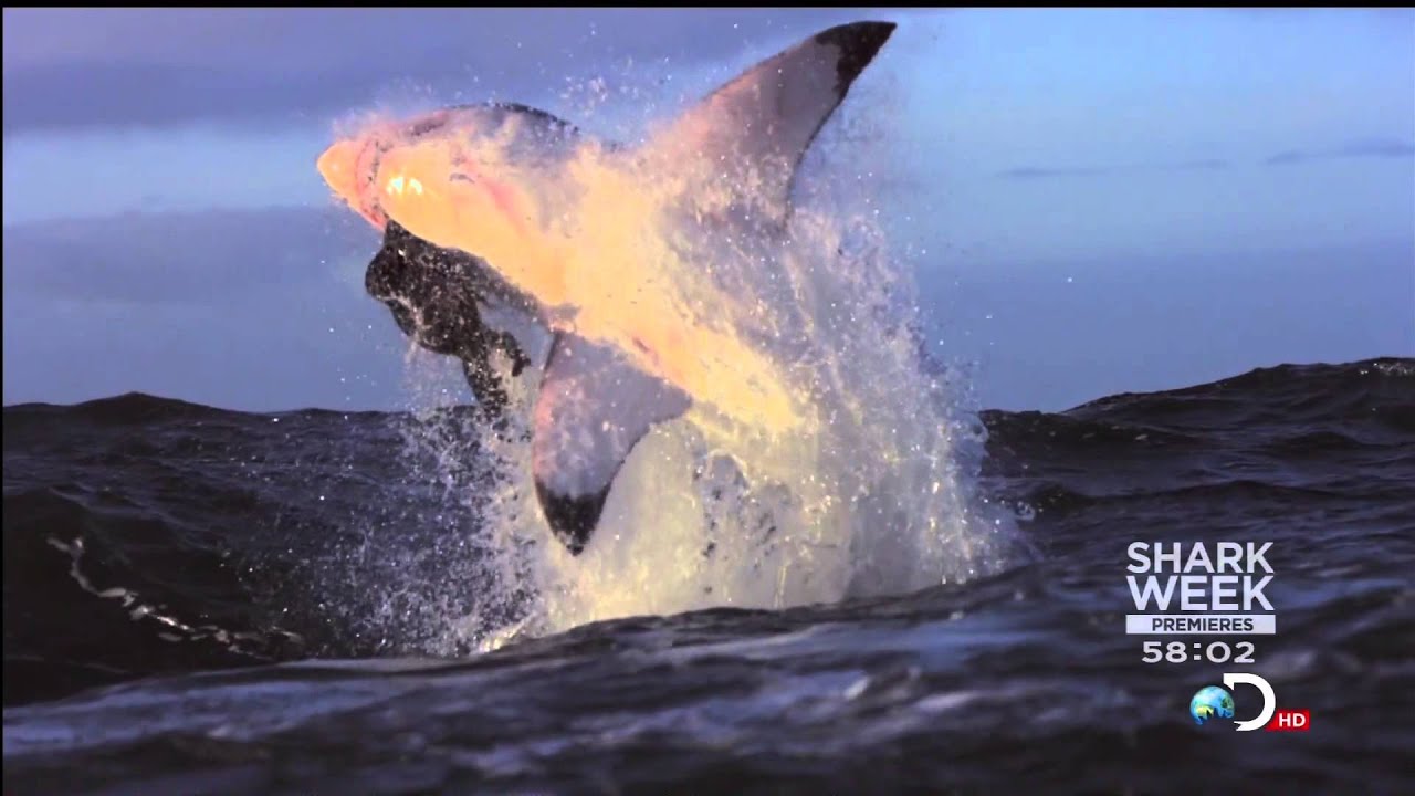 AIRJAWS ULTIMATE II: Airborne Great White Sharks (Excerpt)