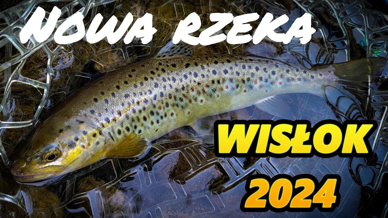 Wisłok 2024//nowa rzeka i pstrągi #traper