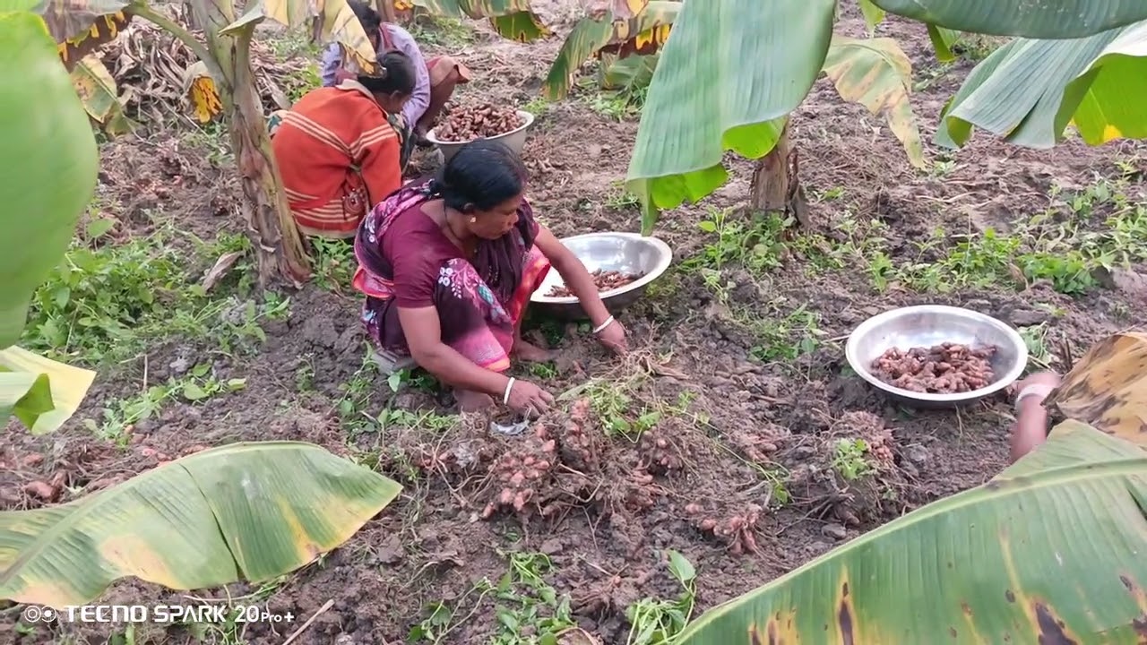 Turmeric field at rural Bangladesh 