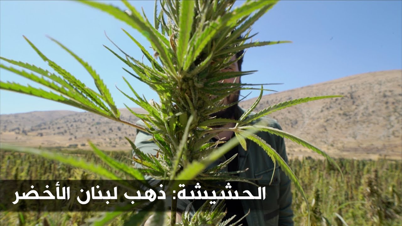 الحشيشة: ذهب لبنان الأخضر | بي بي سي إكسترا