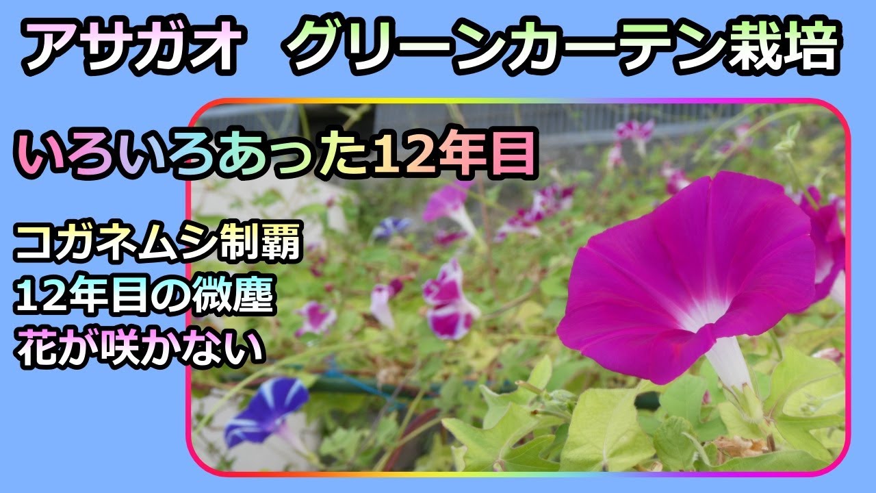 【朝顔 グリーンカーテン】いろいろあったプランター栽培 12年目