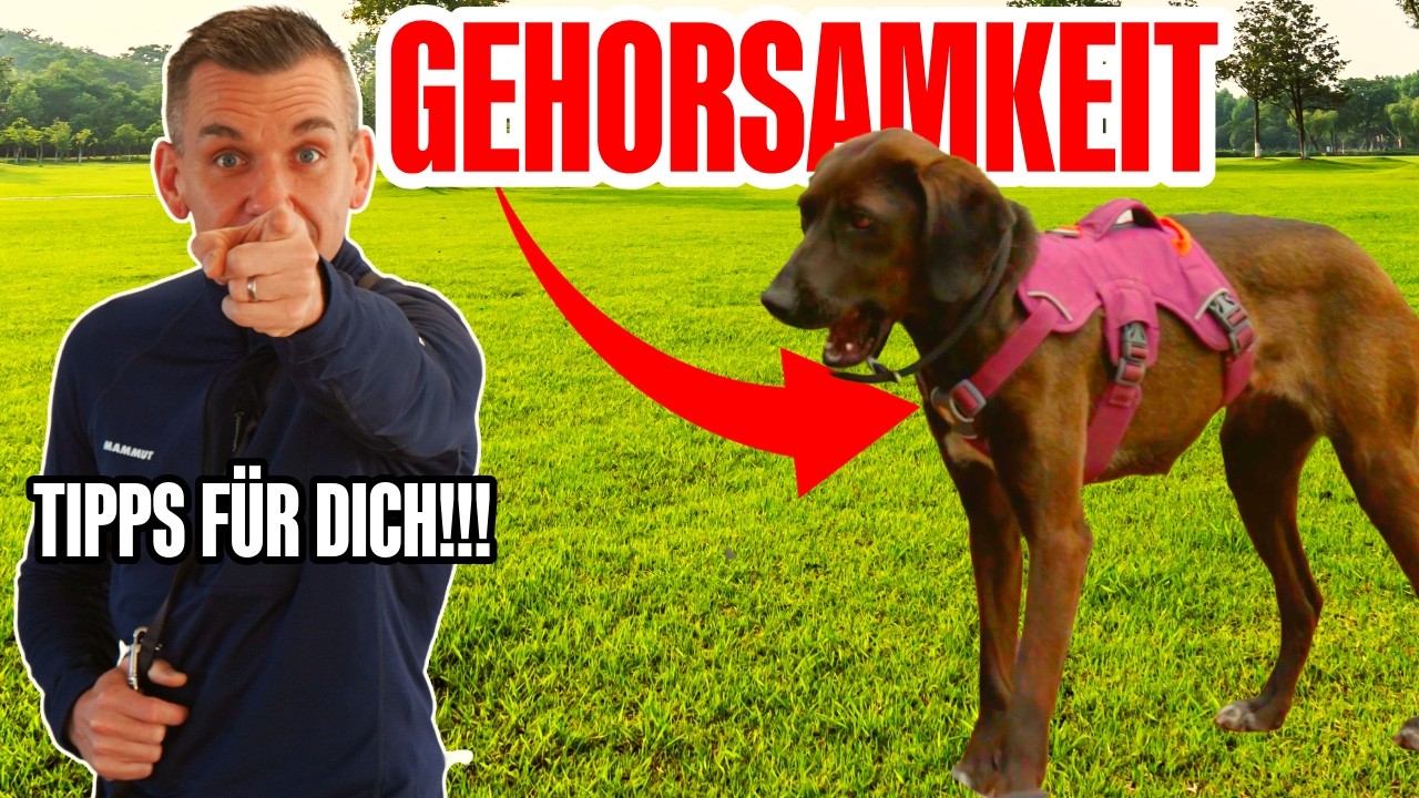 HUND GEHORSAM BEIBRINGEN! ABER WAS HEIßT DAS EIGENTLICH?