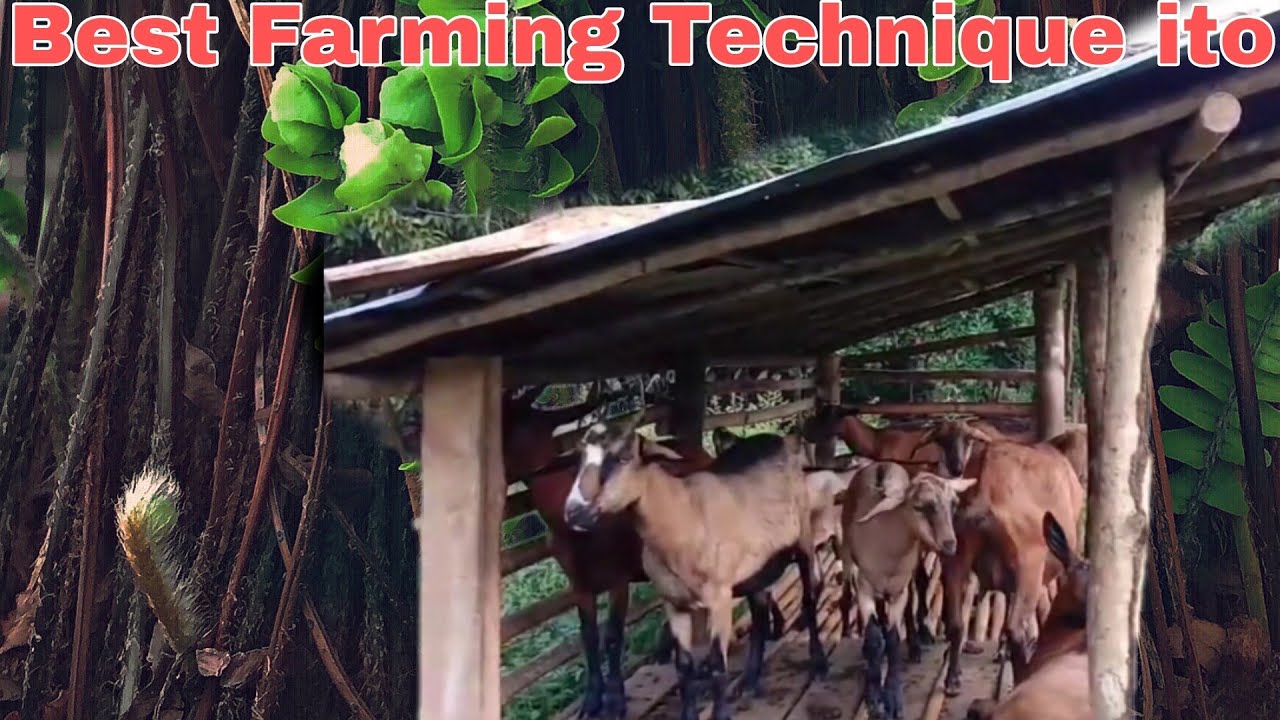Goat Farming | Mga Dapat Itanim Kasabay ng Kambingan | Doble Kita | Farming Business Ideas