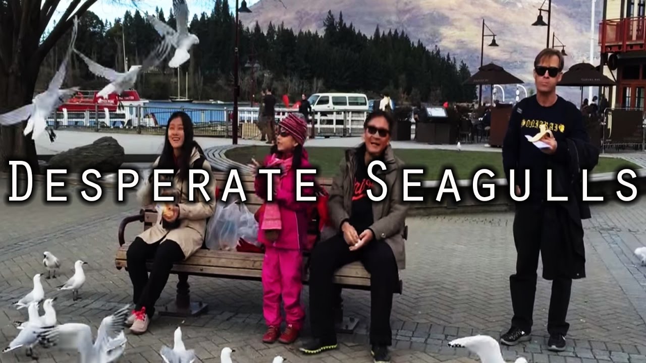 Desperate Seagulls. | #VlogNZ