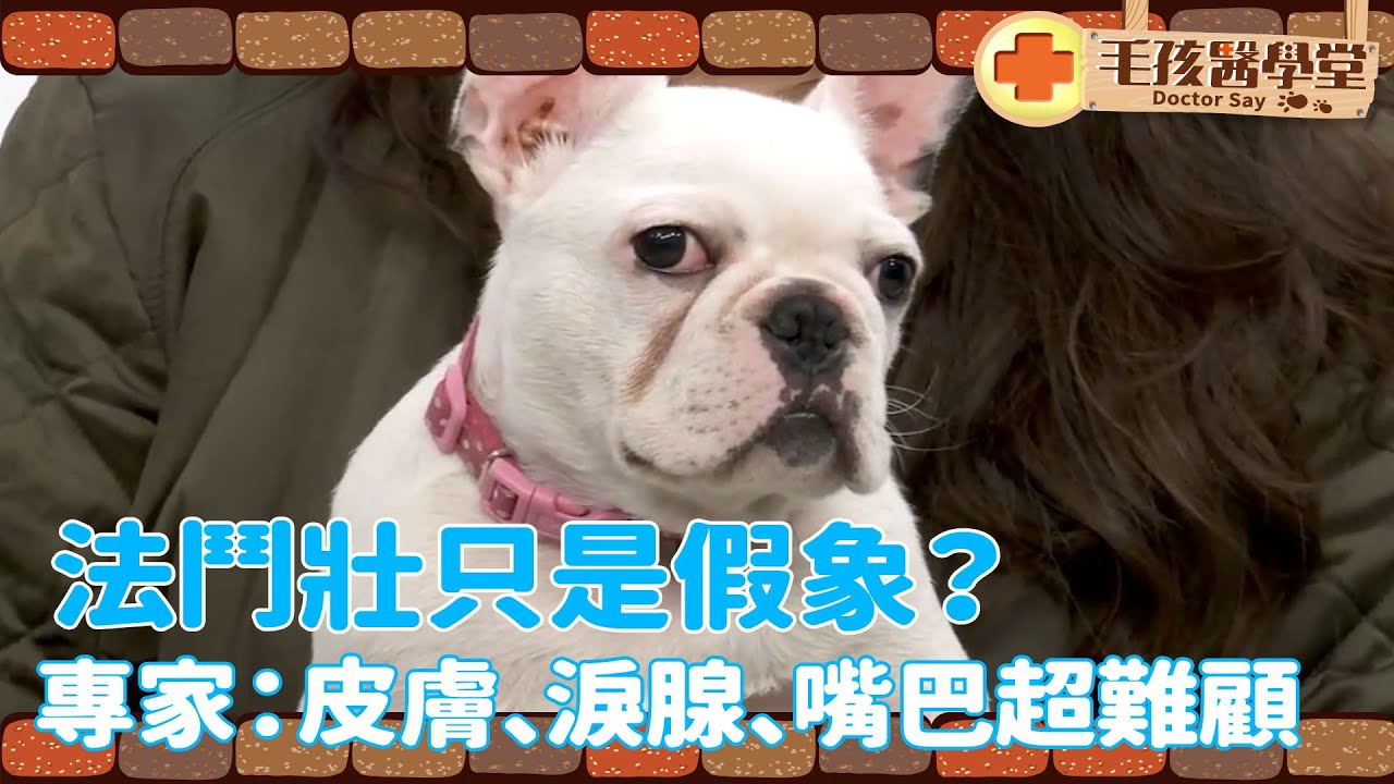 法鬥壯只是假象？專家：皮膚、淚腺、嘴巴超難顧 | 我愛小pet孩