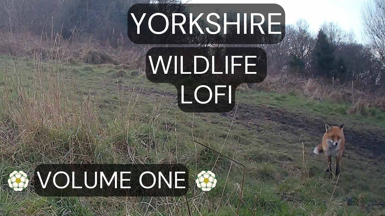 Yorkshire Wildlife Lofi – Volume One | Real Nature Footage + Ambient Music + No Mid-Roll Ads