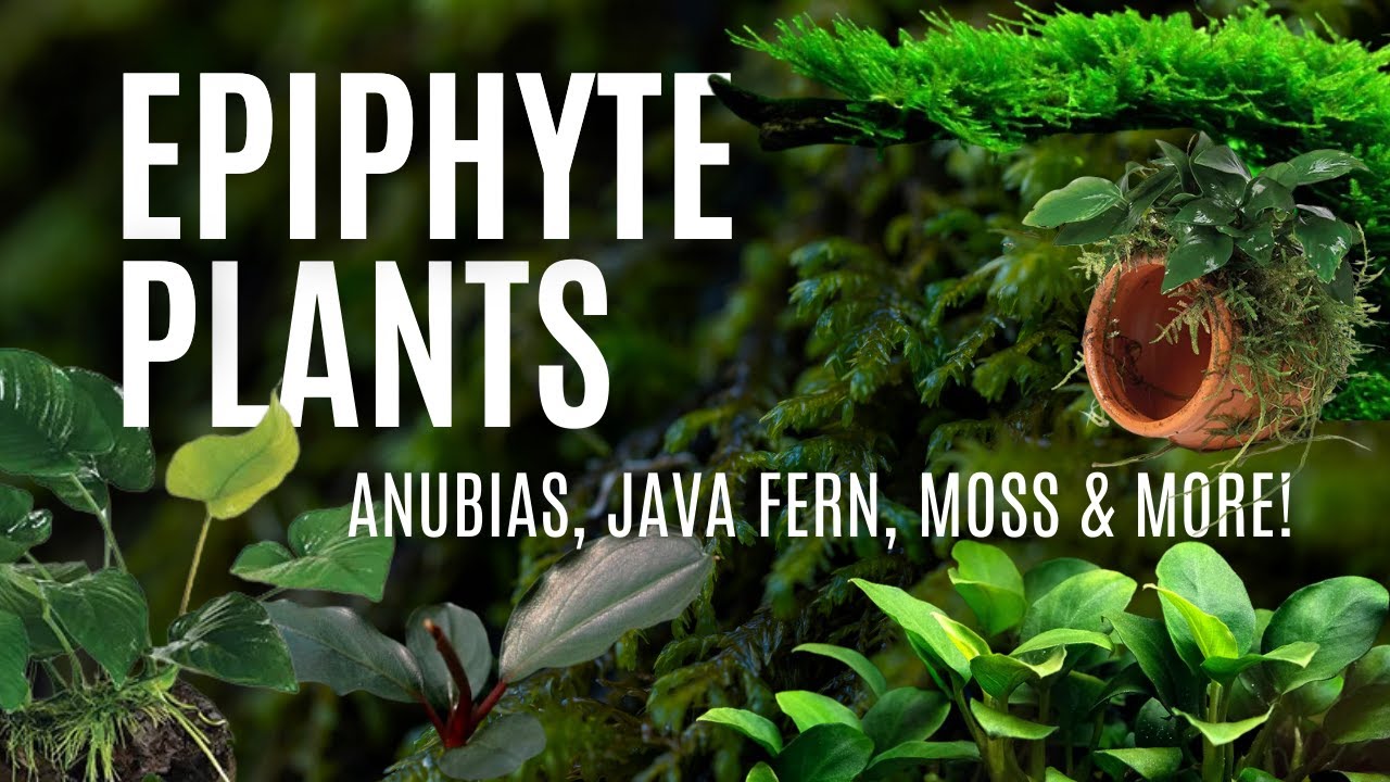 Easy Aquarium Plants: Epiphytes, Mosses, and Simple Aquascaping Tips