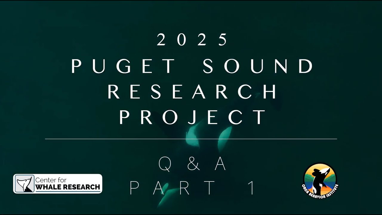 2025 Puget Sound Research Project Q&A  (Part 1) | Southern Resident Orcas