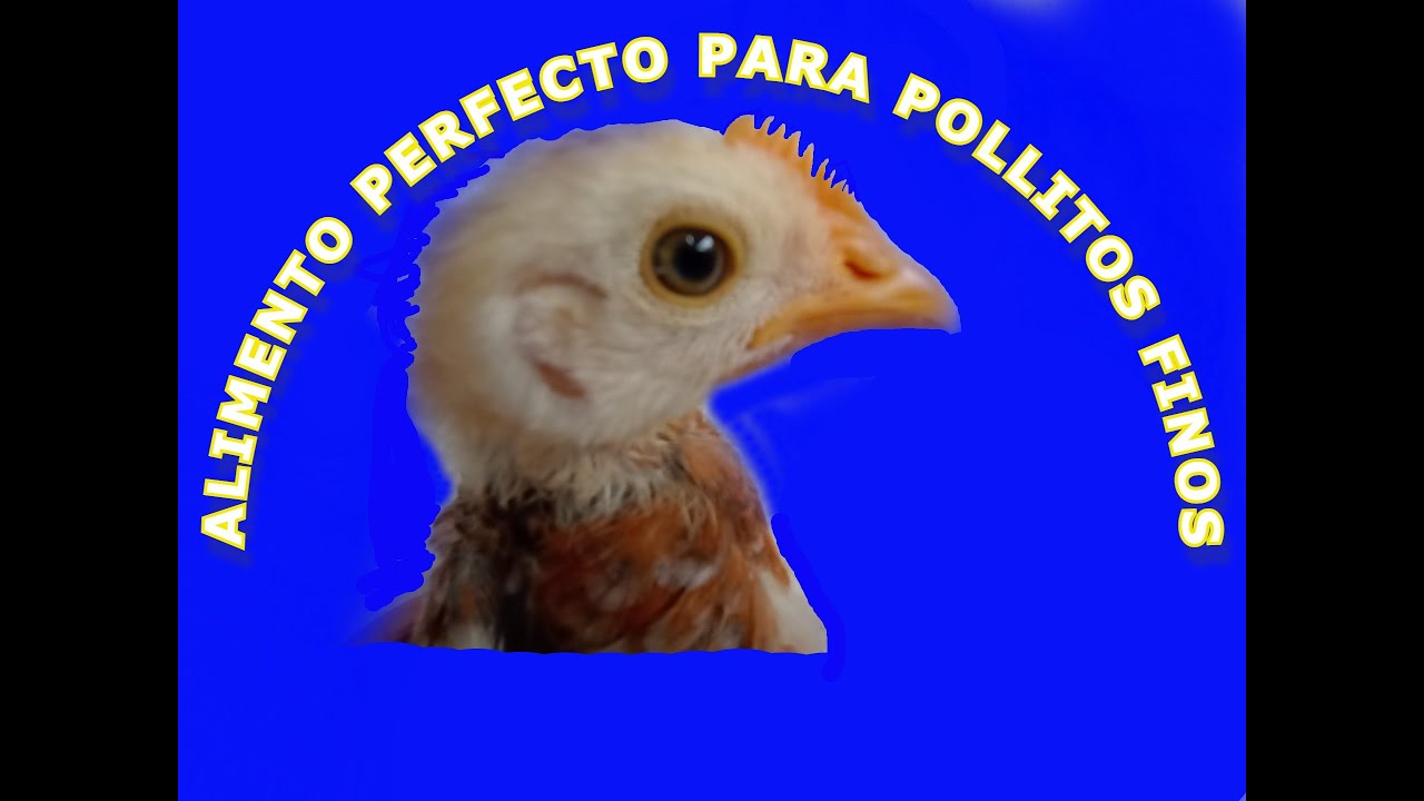 Alimento Ideal Para Pollos Finos