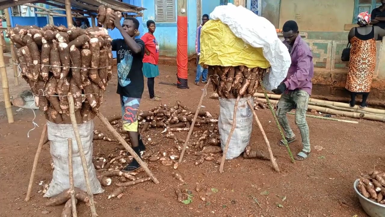 The Making of Heavy Sized Cassava Packages You've Never Seen Before😳. 