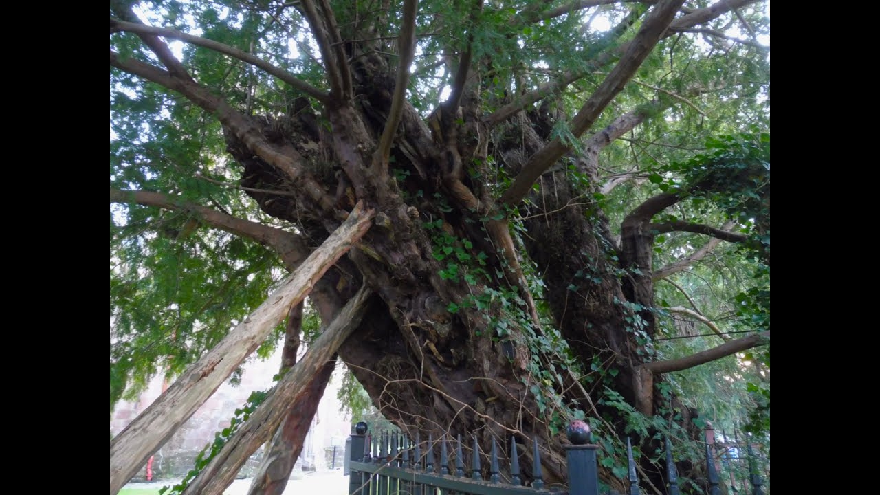Yw Owrtyn/Overton Yew Trees up to 2k years old - one of the 7 Wonders of Wales Wrecsam Cymru/Wales