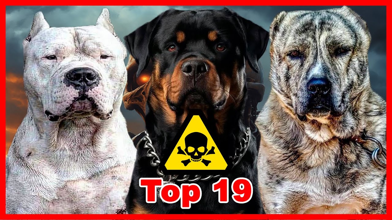 Top 19 DEFINITIVO perros MÁS LETALES del planeta