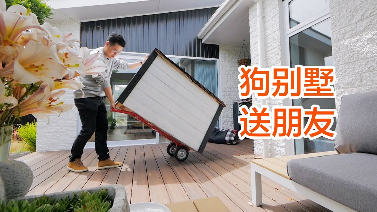 把狗狗别墅送给朋友（新西兰 Harold Vlog 613）