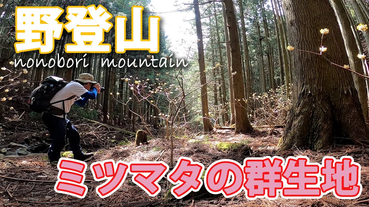 【登山】鈴鹿山脈にある野登山（ののぼりやま）に行ってきました。ミツマタの群生地があるよ