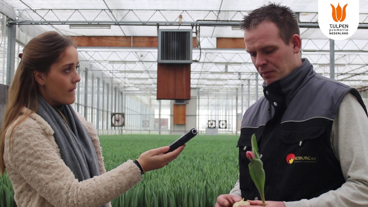 3. Hoe wordt een Tulp gekweekt, van bol tot vaas