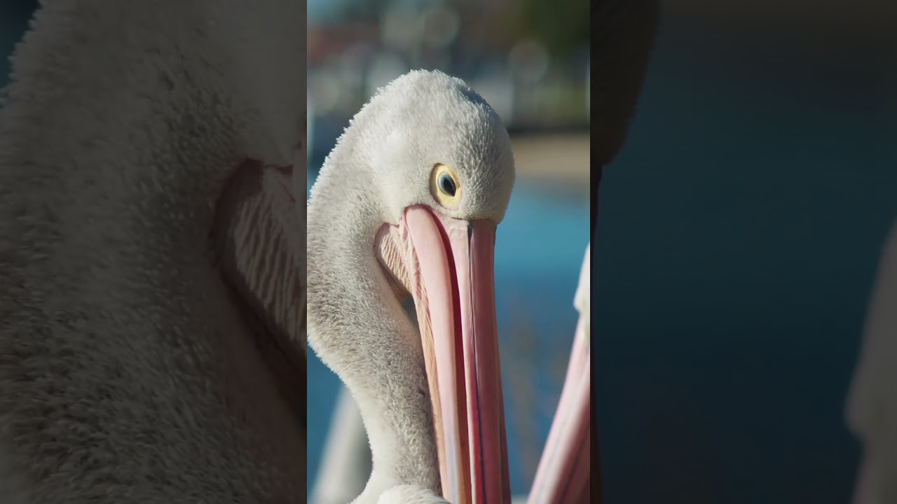 Majestic Pelicans in Action | Graceful Birds of the Wild 🦩 । 4k Ultra HD Video 