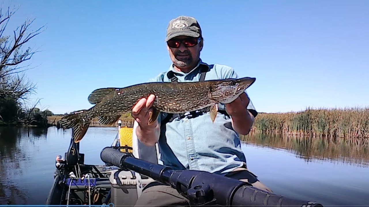 Northern Pike Love Weedless Spoons