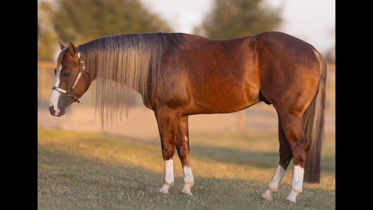 2021 Stallion - Gambler Joe (Lil Joe Cash x Jacs Shining Fancy)