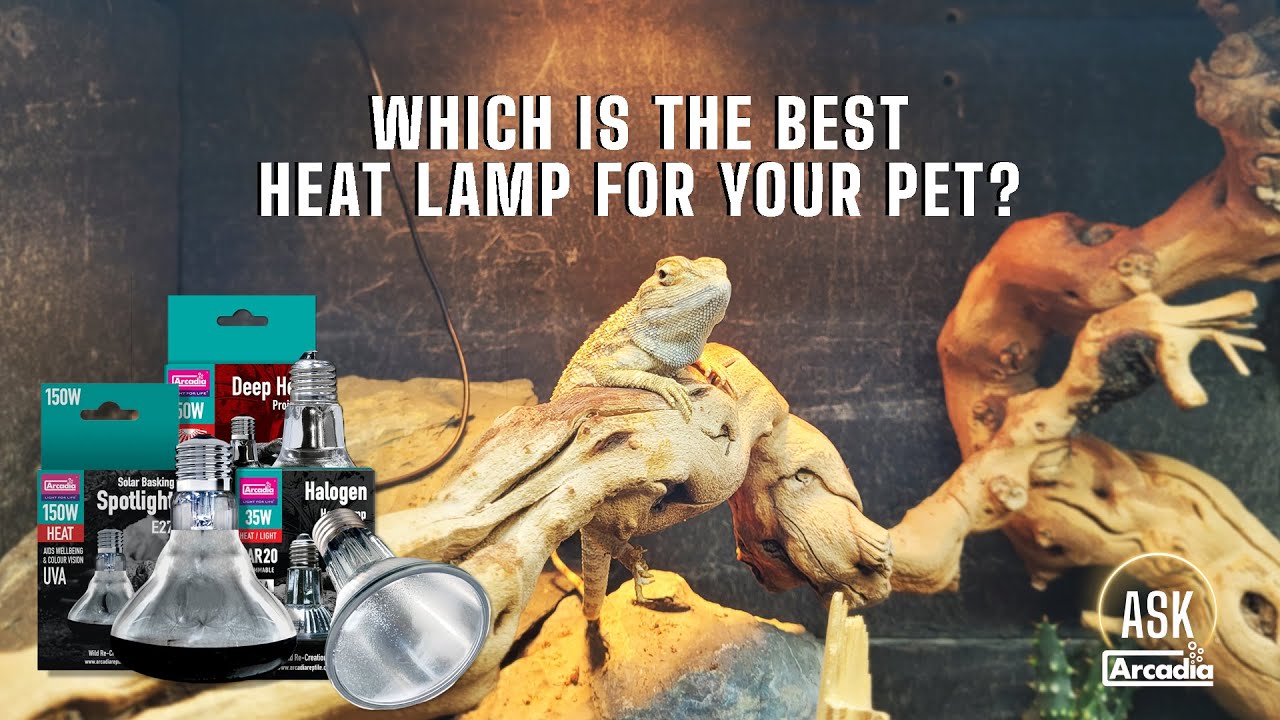 Reptile Heat Lamps Explained | Ask Arcadia
