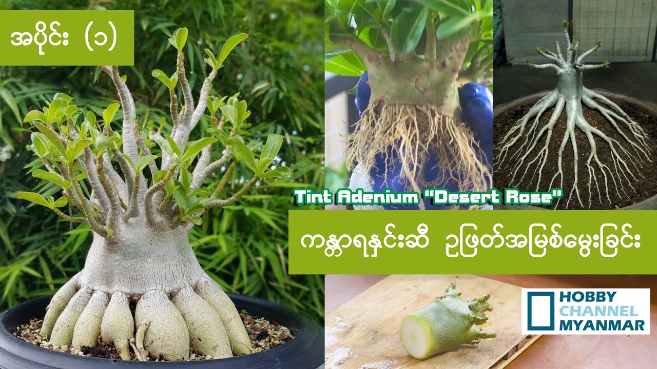 ကန္တာရနှင်းဆီဥဖြတ်အမြစ်မွေးခြင်း ( အပိုင်း ၁ )