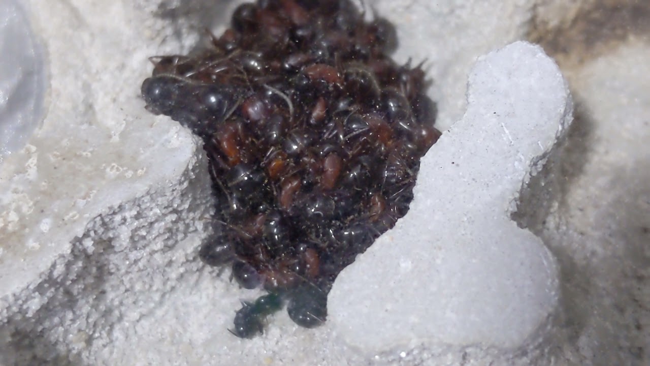 Camponotus vicinus diapause