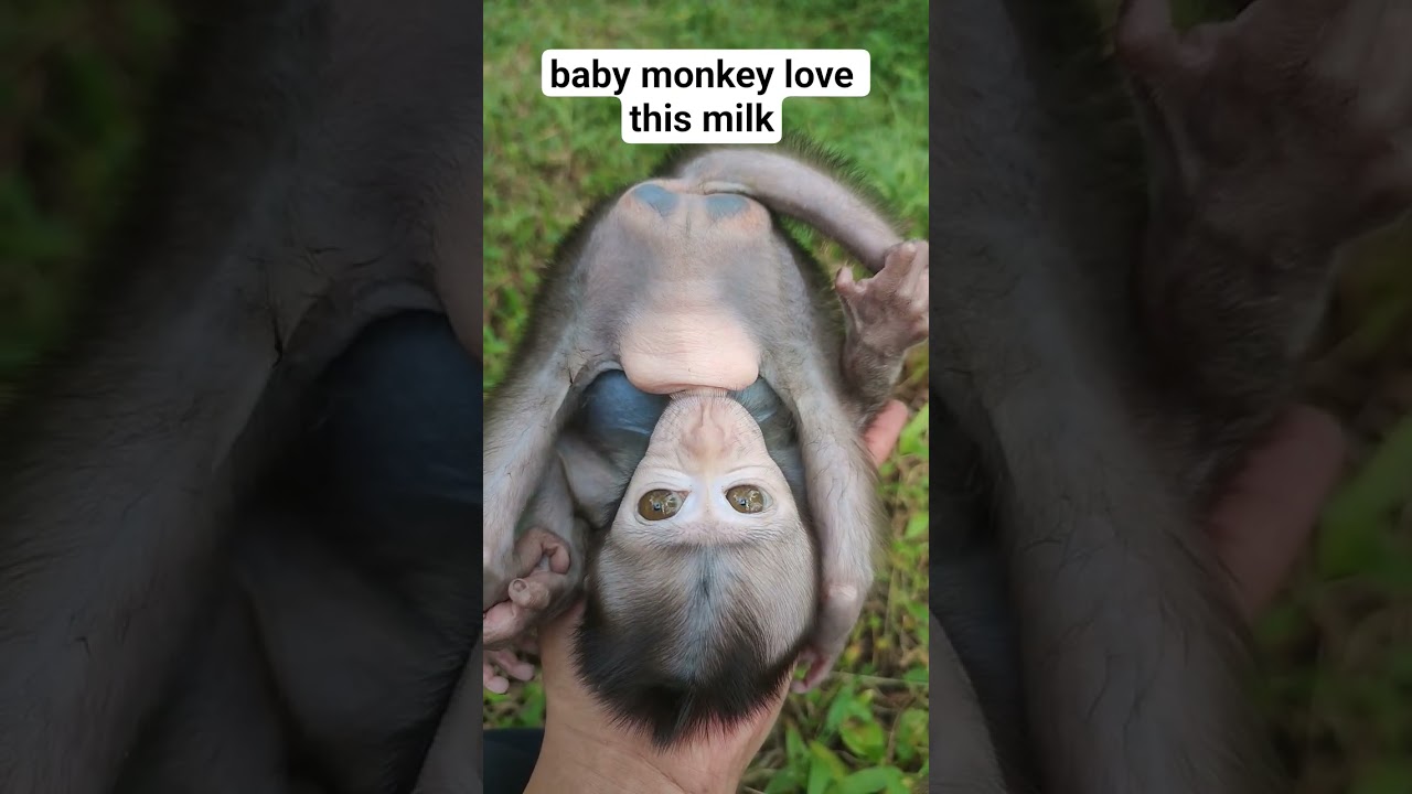 baby monkey love this milk #shorts
