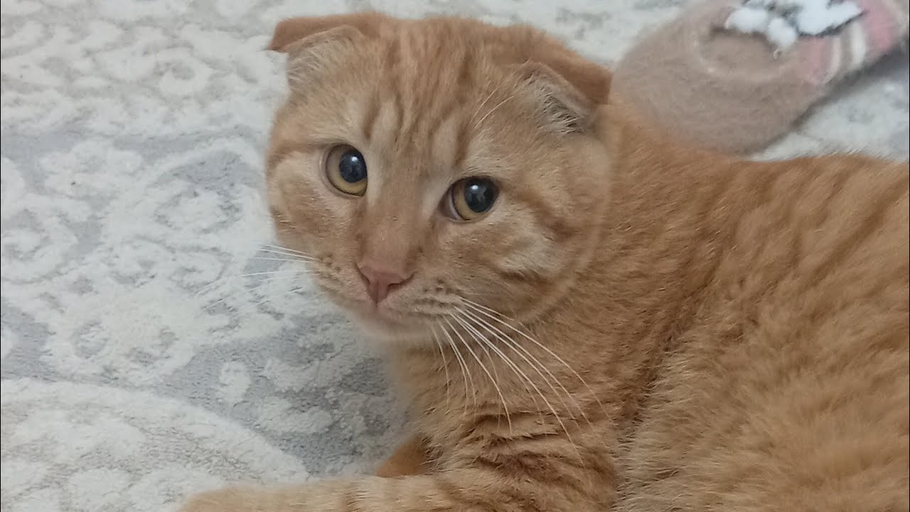 CUTECATSMOM в прямом эфире! #рек #cat #стрим #прямойэфир #livestream 