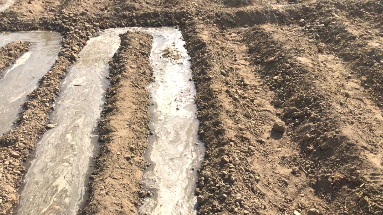 Irrigating Garlic with Furrow irrigation and Flood Irrigation | First Watering Garlic | How we water