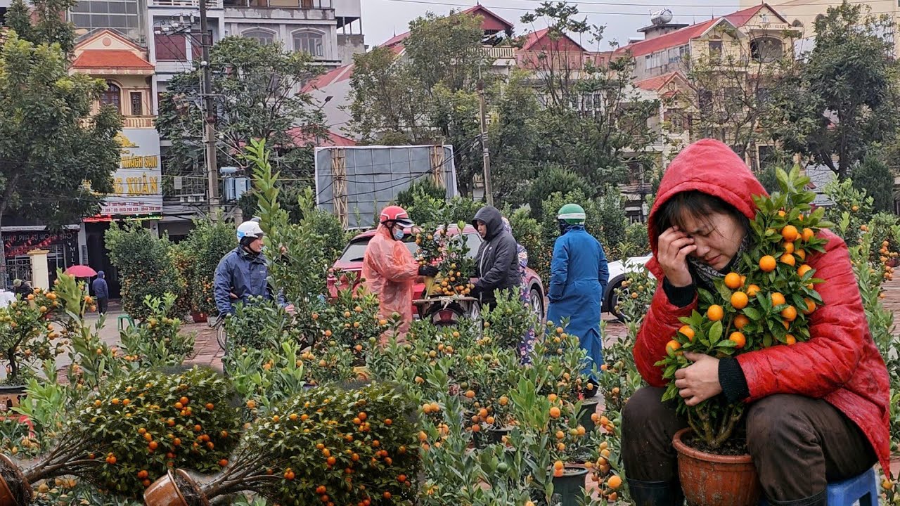Chợ Quất Tết 2026 Ế Ẩm Chưa Từng Thấy Mưa Lạnh Chủ Vườn Ngồi Buồn Ôm Mặt Khóc 😢 Vỡ Nợi Rồi