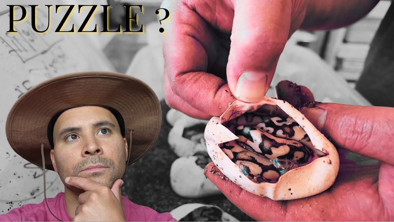 EGG cutting + Showing Some PUZZLE ball pythons!