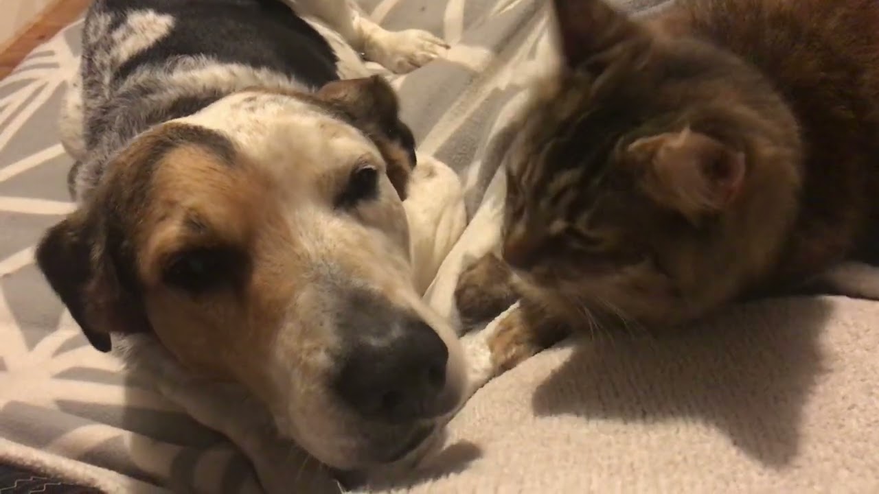 Dougal & Savannah. September 29, 2020